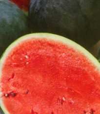 Melón vodný F1 Lajko - Citrullus lanatus - predaj semien - 5 ks