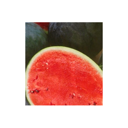 Melón vodný F1 Lajko - Citrullus lanatus - predaj semien - 5 ks