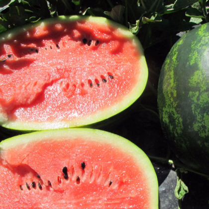 Melón vodný Mini love F1 - Citrullus lanatus - predaj semien - 6 ks