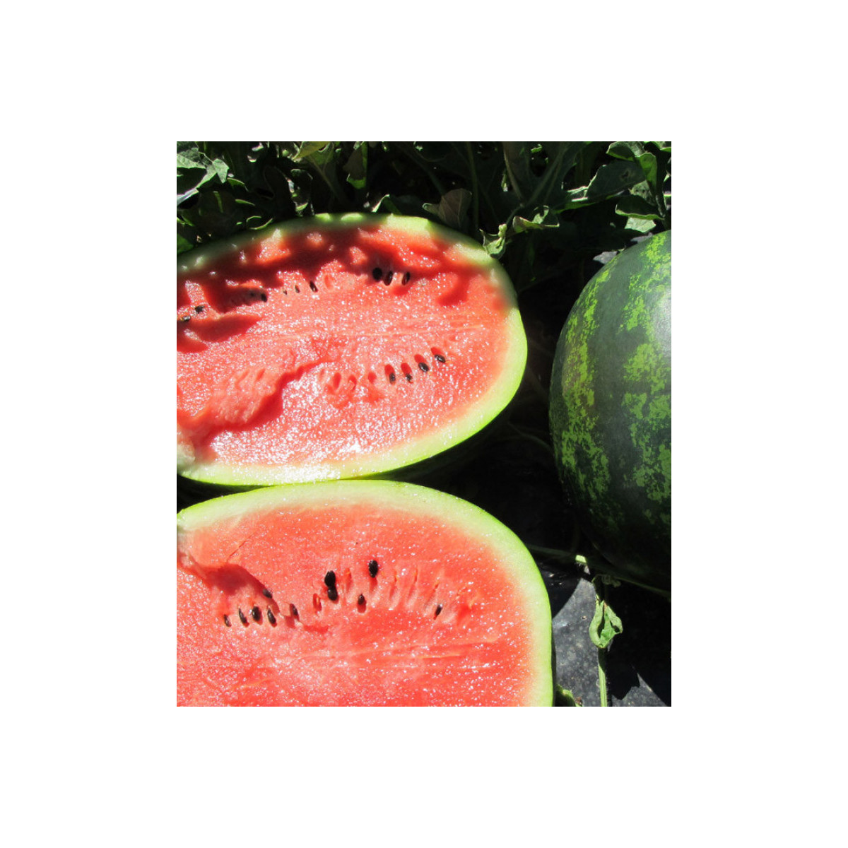 Melón vodný Mini love F1 - Citrullus lanatus - predaj semien - 6 ks