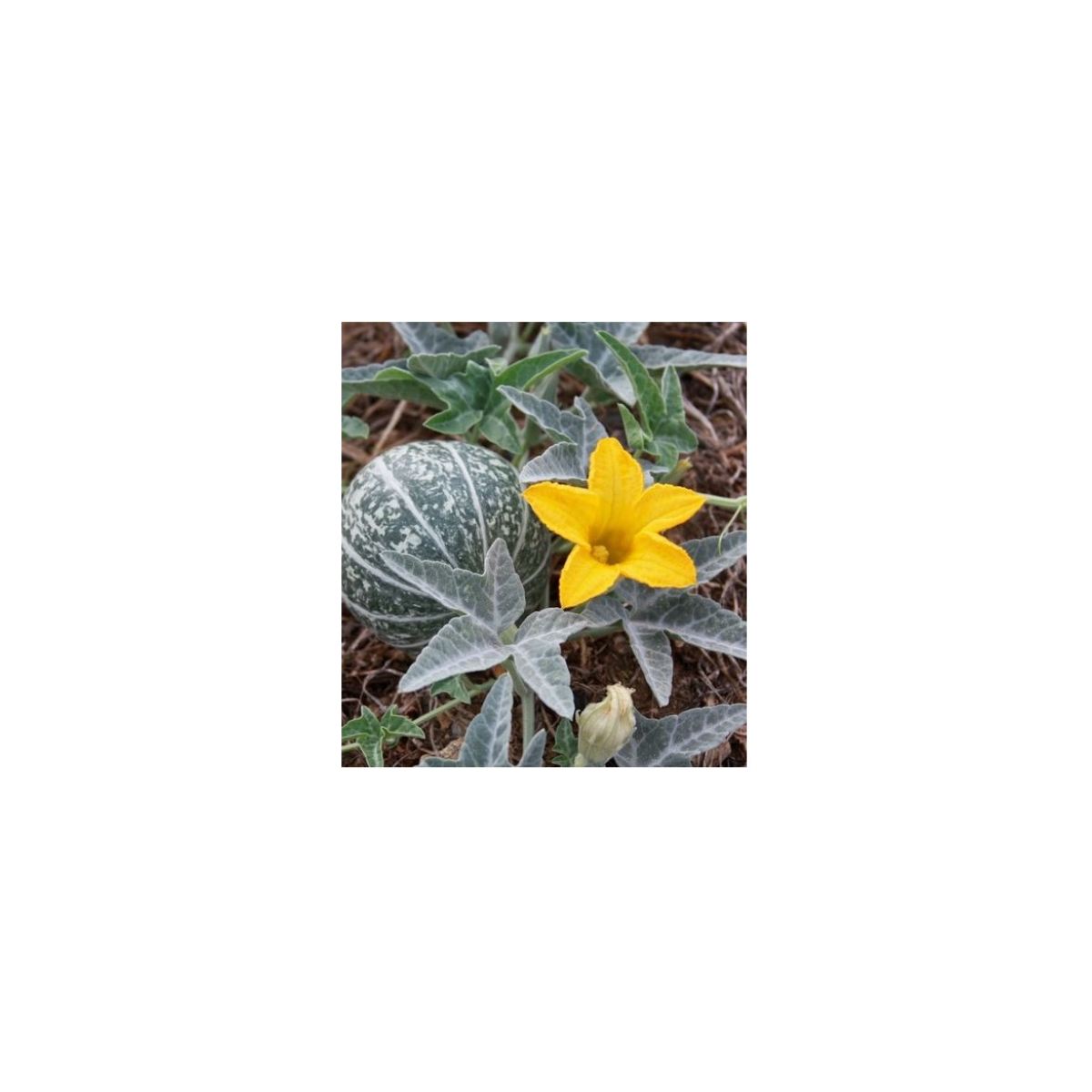 Byvolia tekvica - Cucurbita foetidissima - predaj semien - 3 ks