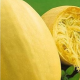 Tekvica špagetová - Cucurbita pepo - predaj semien - 5 ks