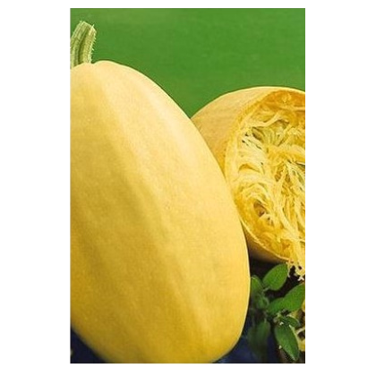 Tekvica špagetová - Cucurbita pepo - predaj semien - 5 ks