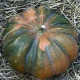 Dyňa muškátová - Cucurbita moschata - predaj semien - 5 ks