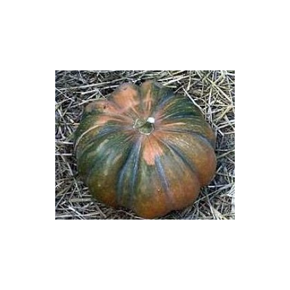 Dyňa muškátová - Cucurbita moschata - predaj semien - 5 ks
