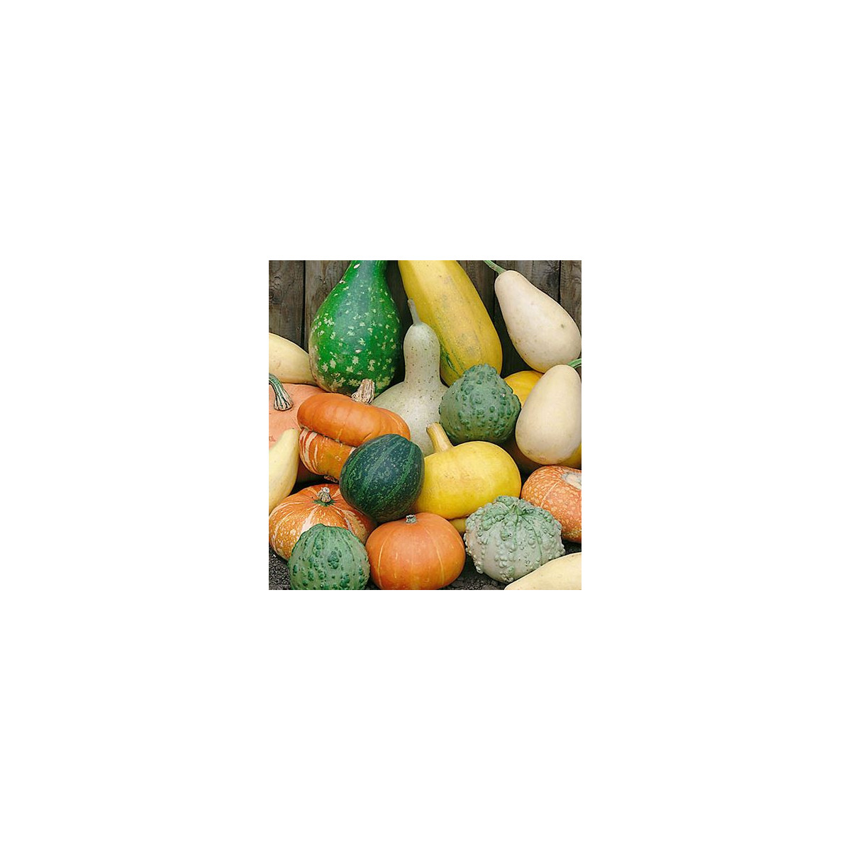 Okrasné tekvičky veľkoplodé - Cucurbita pepo - predaj semien - 25 ks