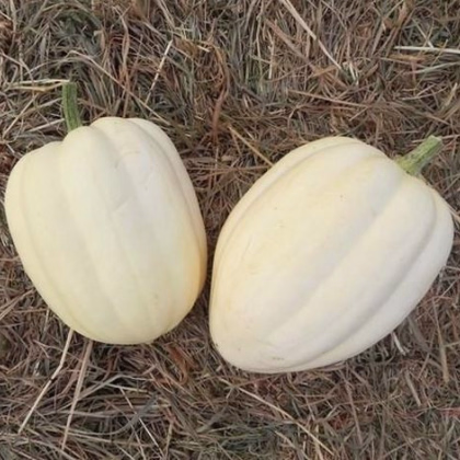 Tekvica okrasná Cream of the Crop - Cucurbita maxima - predaj semien - 5 ks