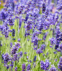 Bio levanduľa lekárska - Lavandula officinalis - predaj bio semien - 50 ks
