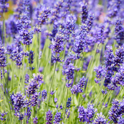 Bio levanduľa lekárska - Lavandula officinalis - predaj bio semien - 50 ks