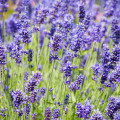 Bio levanduľa lekárska - Lavandula officinalis - predaj bio semien - 50 ks