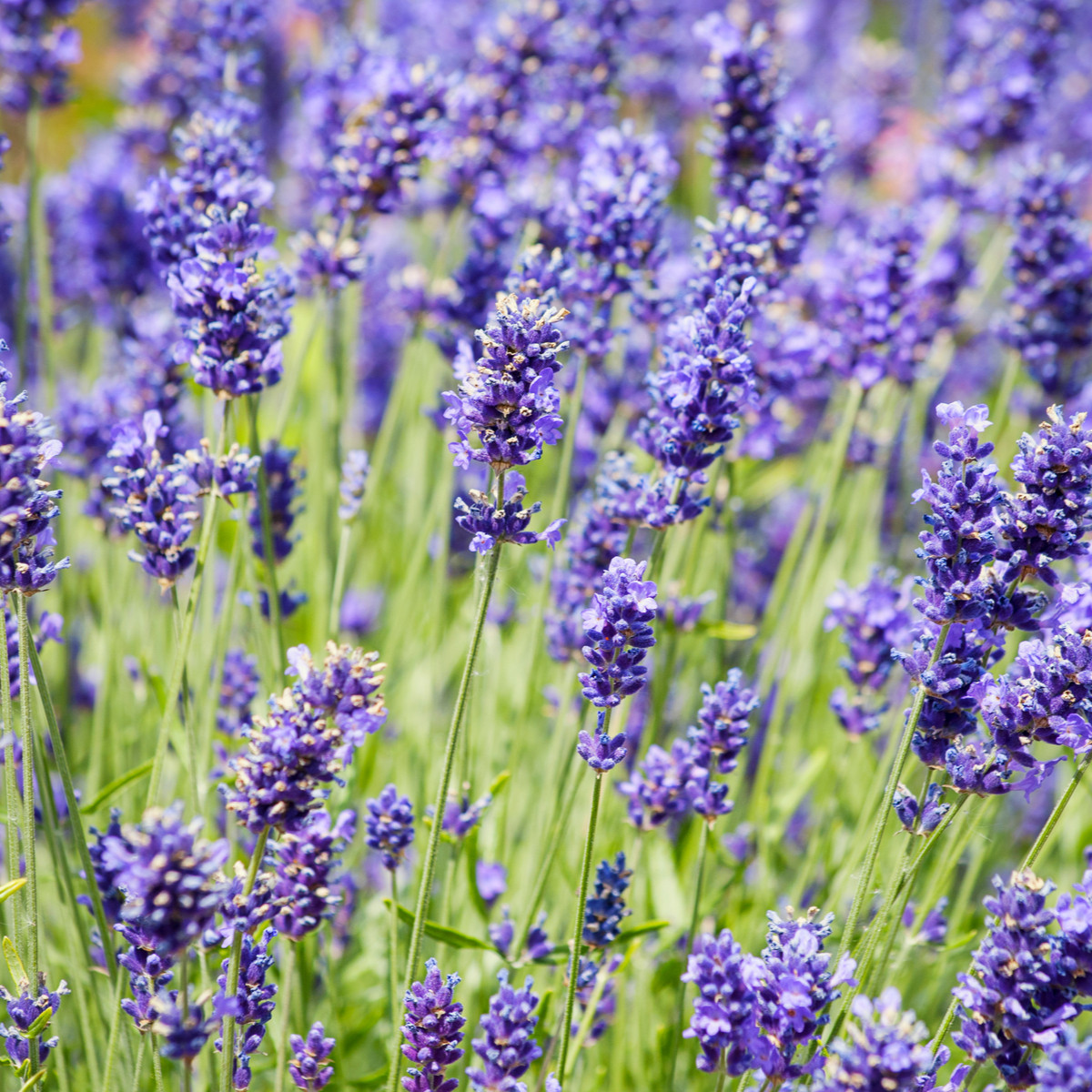 Bio levanduľa lekárska - Lavandula officinalis - predaj bio semien - 50 ks