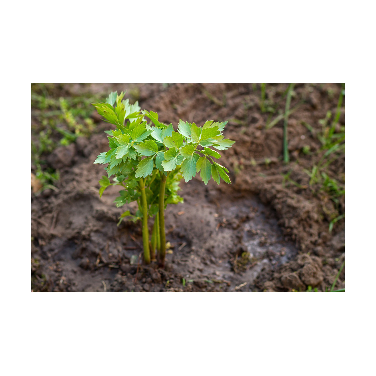 Bio ligurček - Levisticum officinale - predaj bio semien - 120 ks