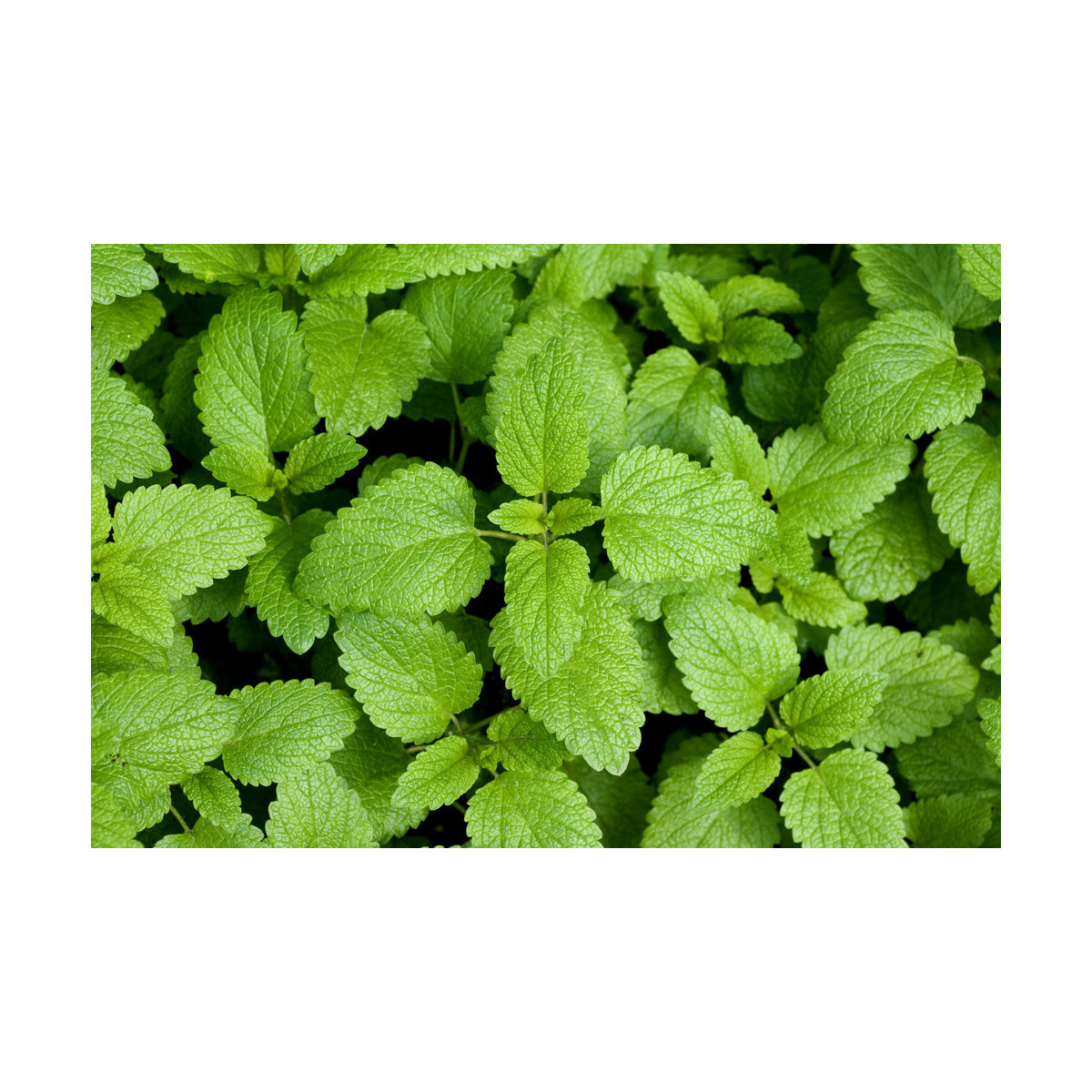 Bio Medovka - Melissa officinalis - predaj bio semien - 350 ks
