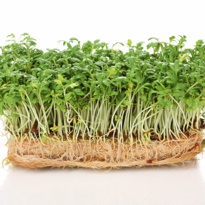 Bio žerucha Kresso - Lepidium sativum - predaj bio semien - 150 ks