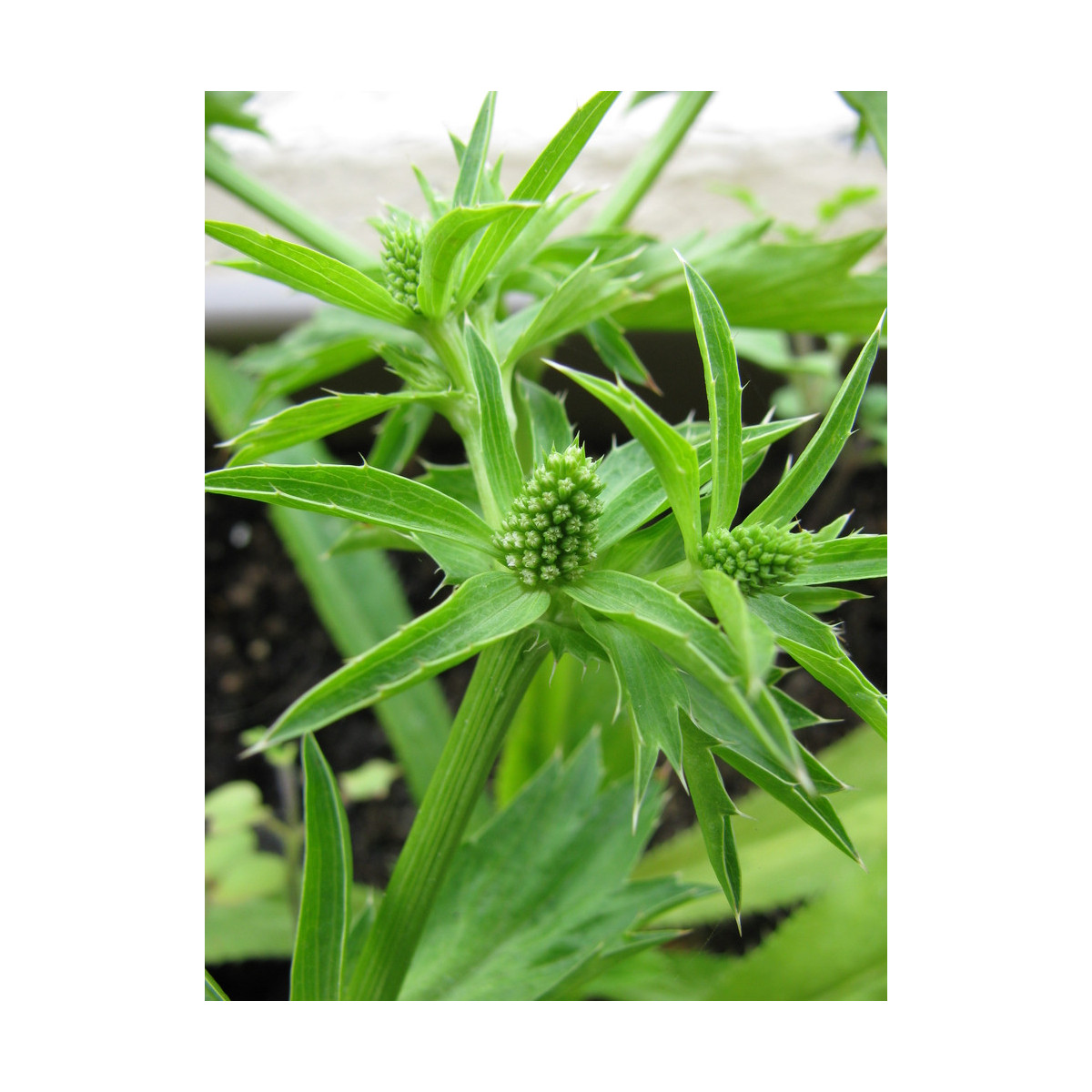 Koriander mexický - Eryngium foetidum - predaj semien - 50 ks