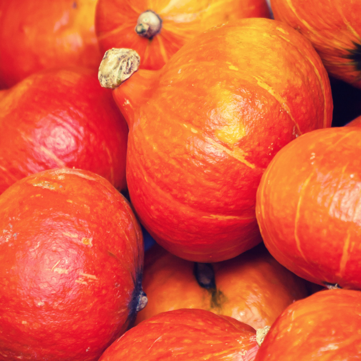 Bio dyňa Uchiki kuri - Cucurbita maxima - predaj bio semien - 5 ks