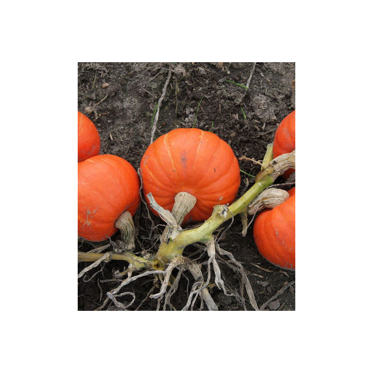 Tekvica Amoro - Cucurbita maxima duchesne - predaj semien - 5 ks