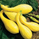 Tekvica Yellow Crookneck - Cucurbita pepo - predaj semien - 5 ks