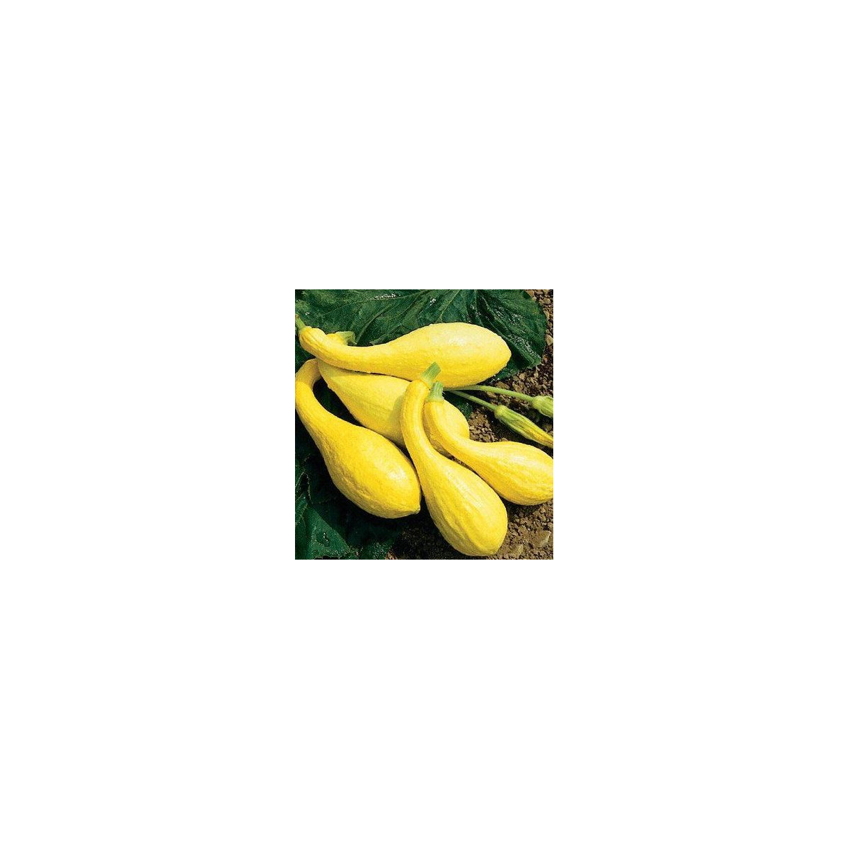 Tekvica Yellow Crookneck - Cucurbita pepo - predaj semien - 5 ks