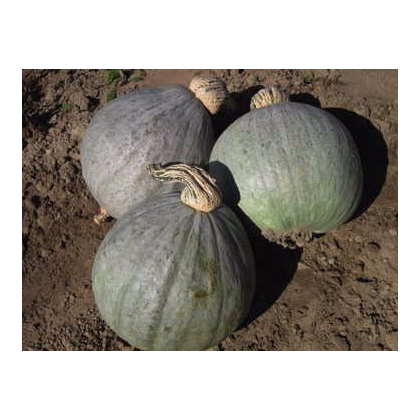 Tekvica Baby Blue - Cucurbita maxima - predaj semien - 5 ks