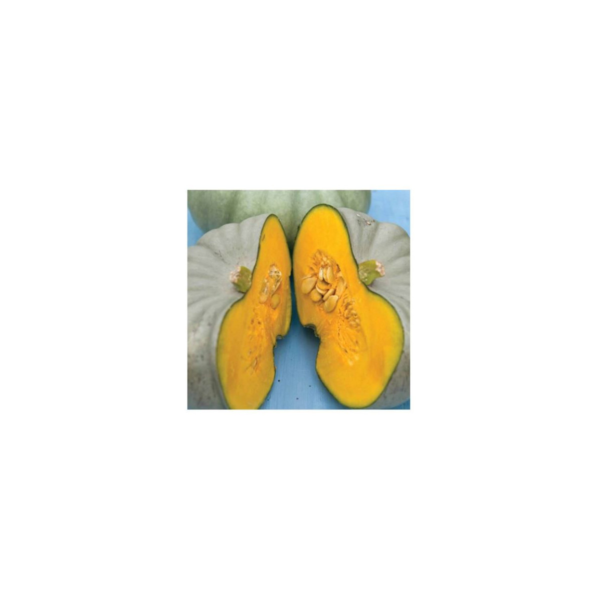 Tekvica Crown Prince F1 - Cucurbita maxima - predaj semien - 5 ks