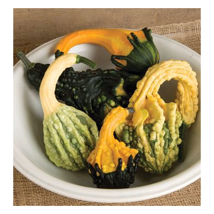 Tekvica Autumn Wings - Cucurbita pepo - predaj semien - 5 ks