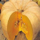Tekvica Australian Butter - Cucurbita maxima - predaj semien - 5 ks