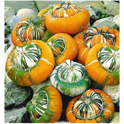 Dyňa Cisárska čiapka - Cucurbita pepo - predaj semien - 5 ks