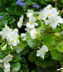 Begónia Super Olympia biela F1 - Begonia semperflorens - predaj semien - 20 ks