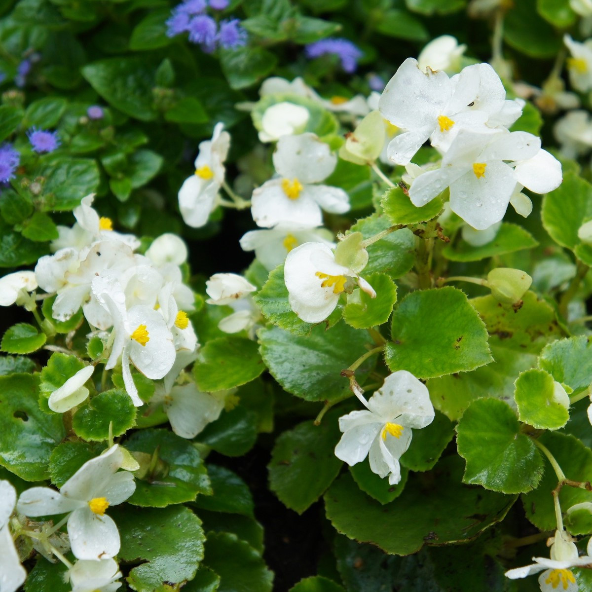 Begónia Super Olympia biela F1 - Begonia semperflorens - predaj semien - 20 ks