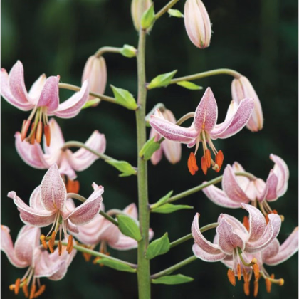 Ľalia Martagon ružová - Lilium martagon - predaj cibuľovín - 1 ks