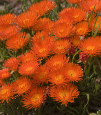 Lampranthus oranžový - Lampranthus aureus - predaj semien - 10 ks