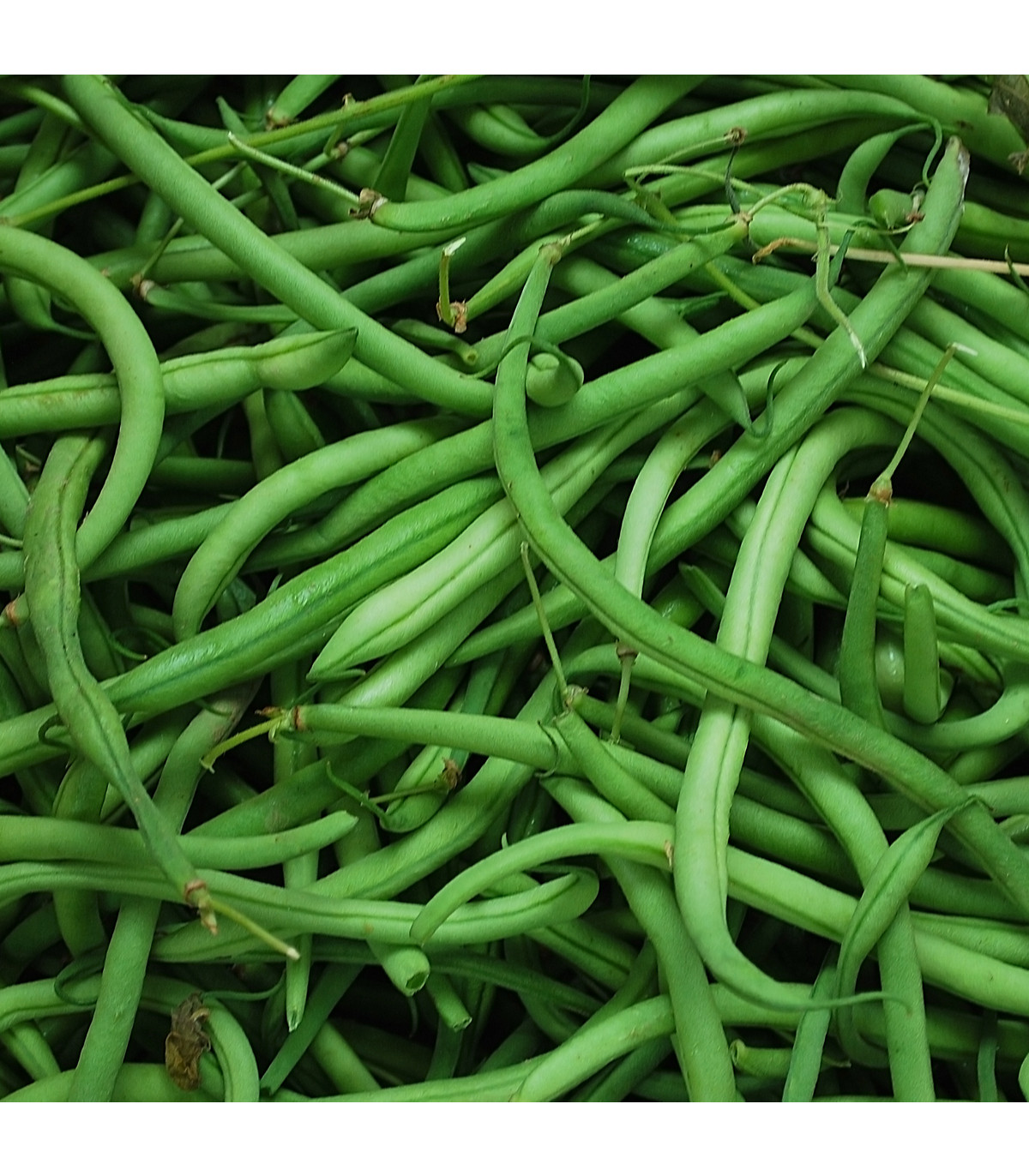 Fazuľa kríčková Filetty - Phaselous vulgaris - predaj semien fazule - 20 ks