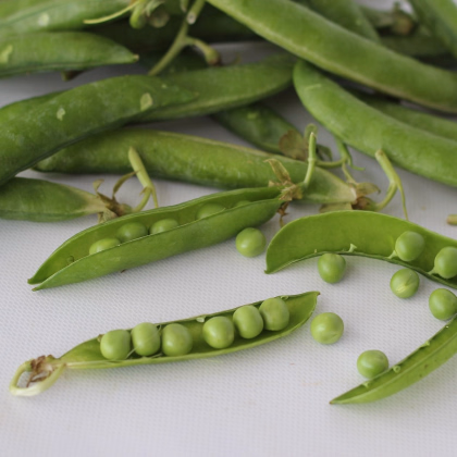 Hrach dreňový Malý Rheinland - Pisum sativa - predaj semien hrachu - 60 ks