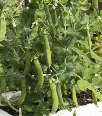 Bio Hrach dreňový skorý Zázrak z Kelvedonu - Pisum sativum - predaj bio semien - 50 ks