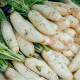 BIO Reďkev biela Laurin - Raphanus sativus - predaj bio semien - 50 ks