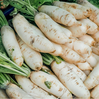 BIO Reďkev biela Laurin - Raphanus sativus - predaj bio semien - 50 ks