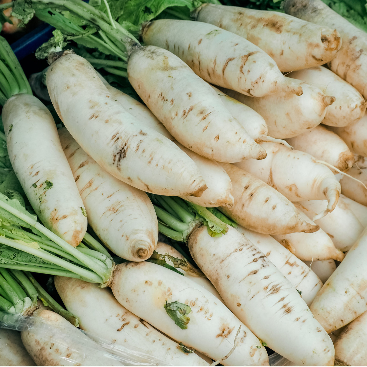 BIO Reďkev biela Laurin - Raphanus sativus - predaj bio semien - 50 ks