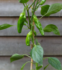BIO Chilli Pimientos De Padron - Capsicum annuum - predaj semien - 7 ks