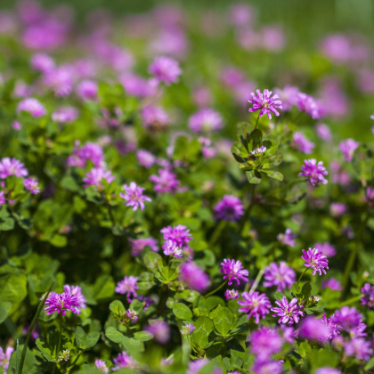 Ďatelina zvrátená - Trifolium resupinatum - predaj semien - 100 ks