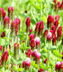 Ďatelina purpurová inkarnát - Trifolium incarnatum - predaj semien - 150 ks