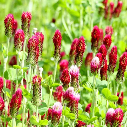 Ďatelina purpurová inkarnát - Trifolium incarnatum - predaj semien - 150 ks