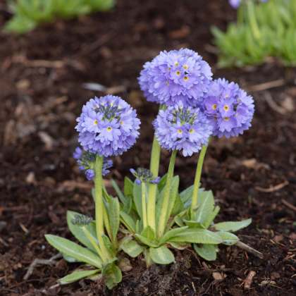 Prvosienka zúbkatá Nepálska zmes - Primula denticulata - predaj semien prvosienky - 300 ks