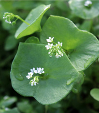 BIO Portulaka zimná - Claytonia perfoliata - predaj bio semien - 100 ks