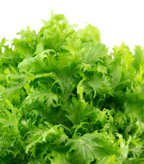 BIO Horčica Wasabina - Brassica juncea - predaj bio semien - 100 ks