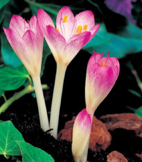 Jesienka Byzantium - Colchicum cilicium - predaj cibuľovín - 1 ks