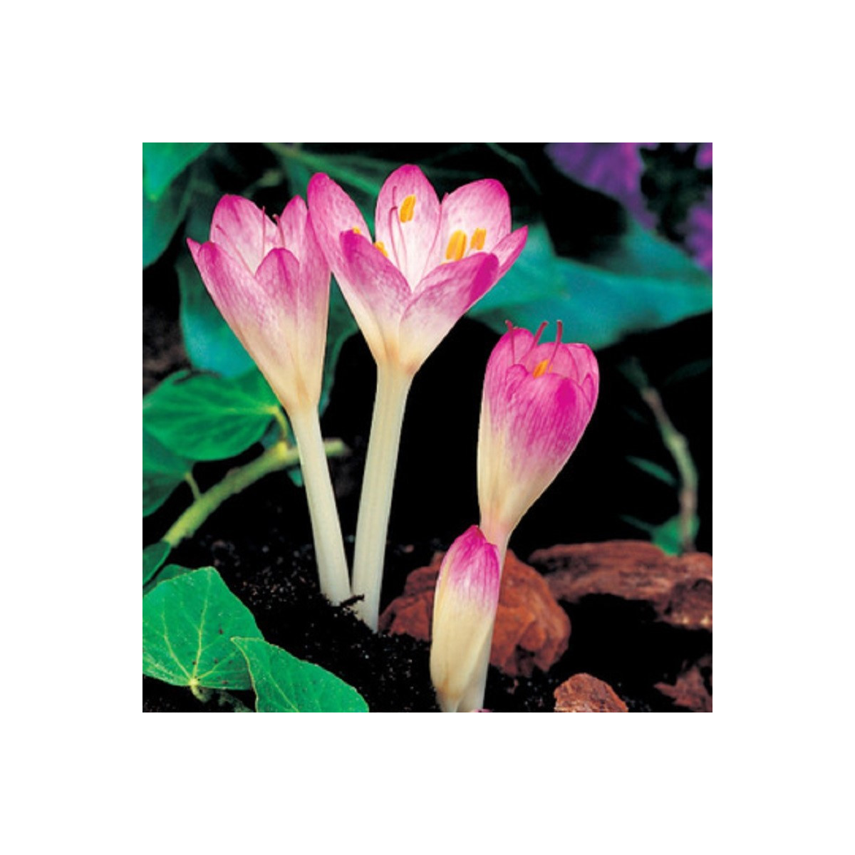 Jesienka Byzantium - Colchicum cilicium - predaj cibuľovín - 1 ks