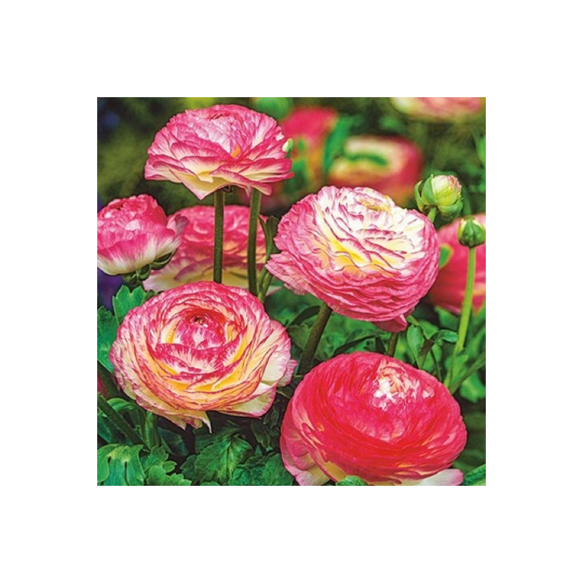 Iskerník plnokvetý Picotee ružový - Ranunculus asiaticus - predaj cibuľovín - 3 ks