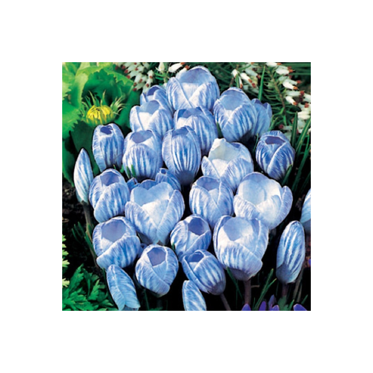 Krokus Sky Blue - Crocus vernus - predaj cibuľovín - 3 ks