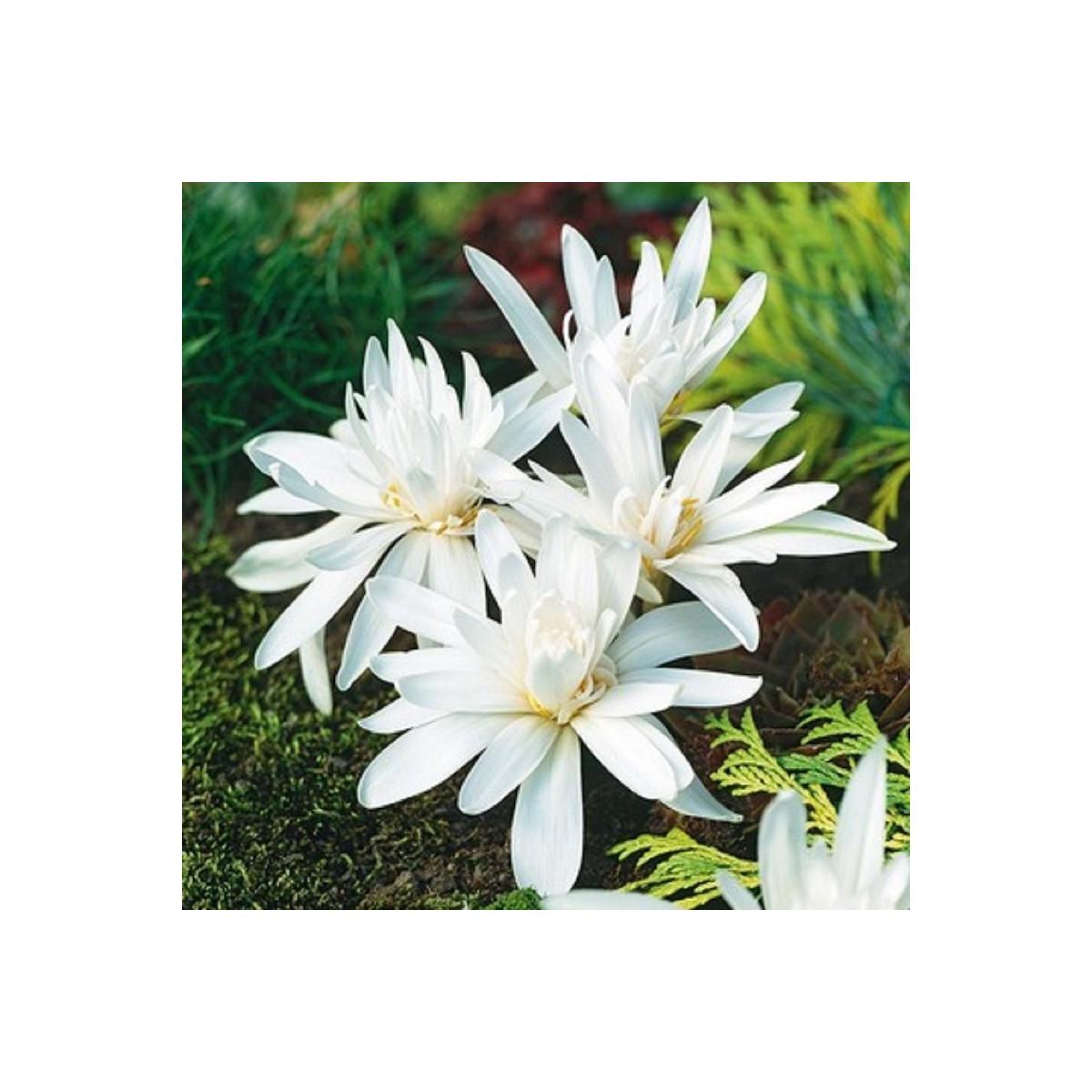 Jesienka plnokvetá biela - Colchicum alboplenum - predaj cibuľovín - 1 ks